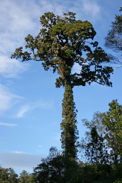Tall Rimu (Dacrydium cupressinum) tree covered with rata vines.