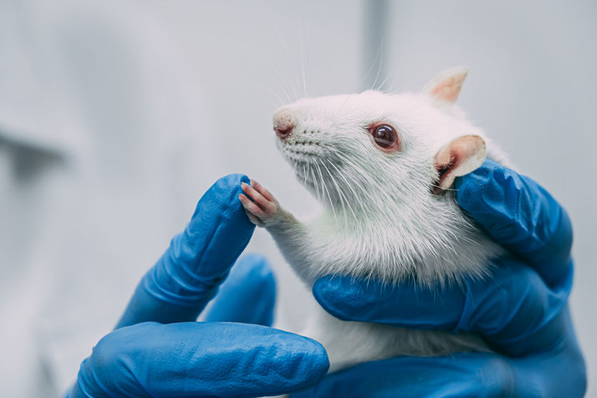 Face of a white rat held in a pair of blue gloved hands.