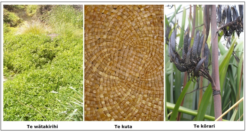 Three photos: Wātakirihi, Kuta, Harakeke pods.