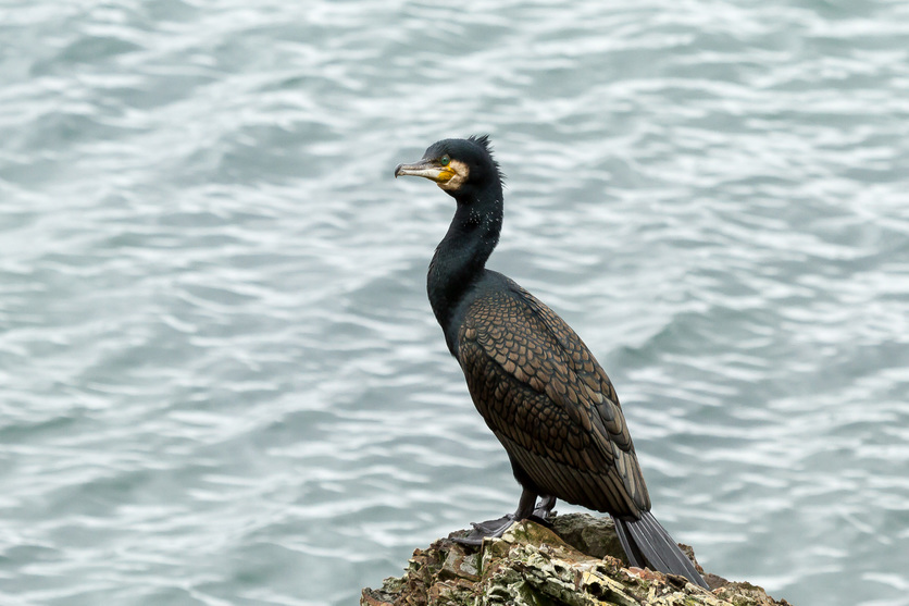 Kawau/black shag/Cormorant on a rock surrounded by water.