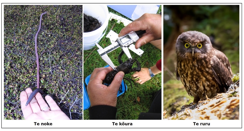 Noke (worm), Kōura (freshwater crayfish) and Ruru (owl)