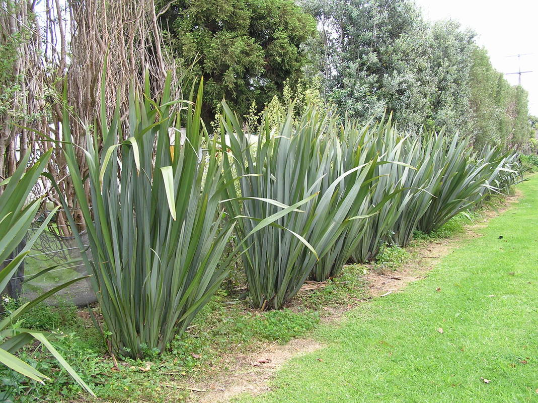 He pā harakeke — Science Learning Hub