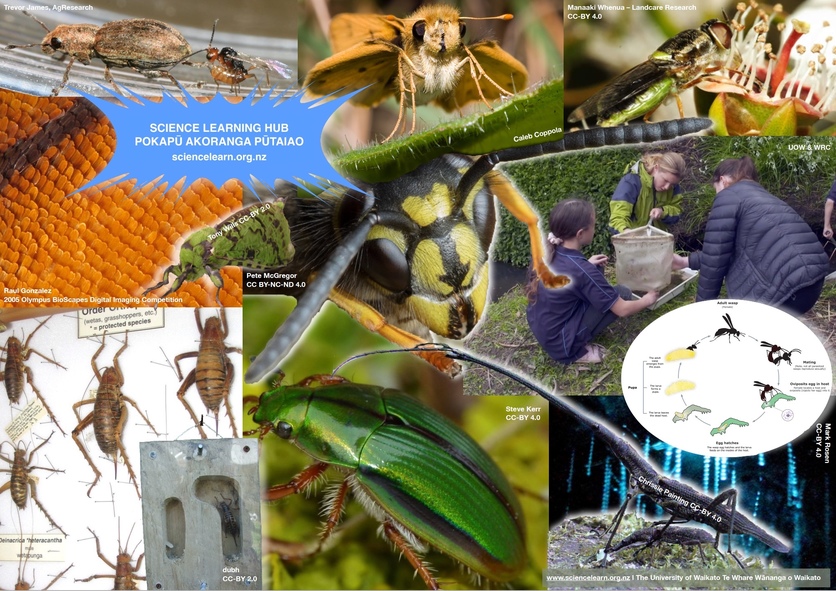Various image of insects and students and insects with logo