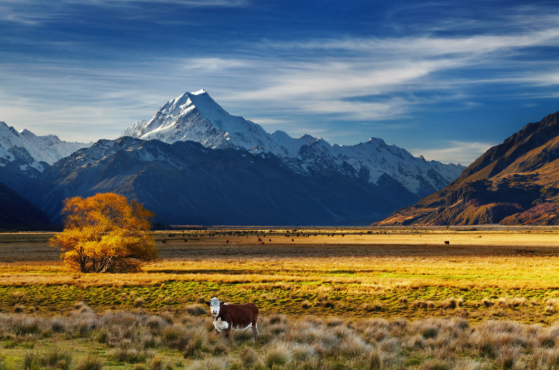 Cow on Canterbury Plains with Aoraki Mount Cook in background.