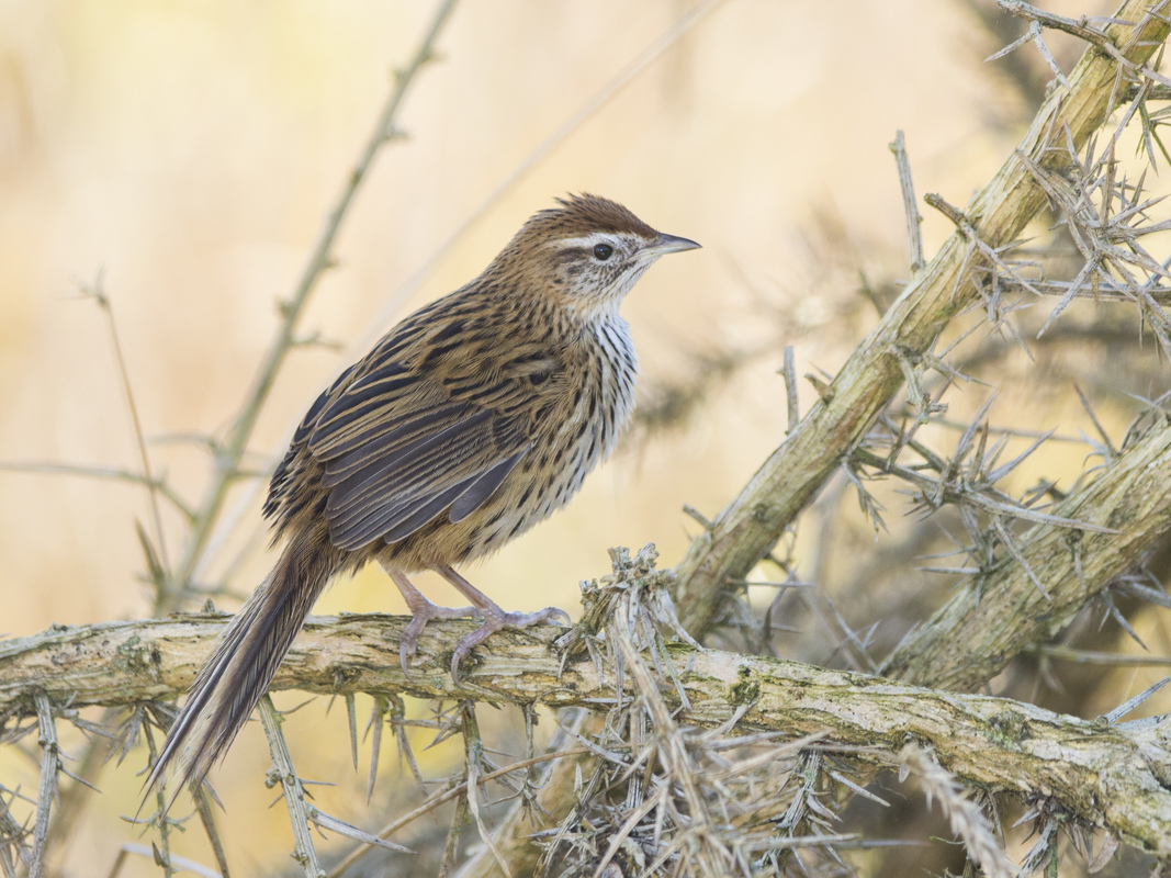 A Fernbird | Mātātā on a branch.