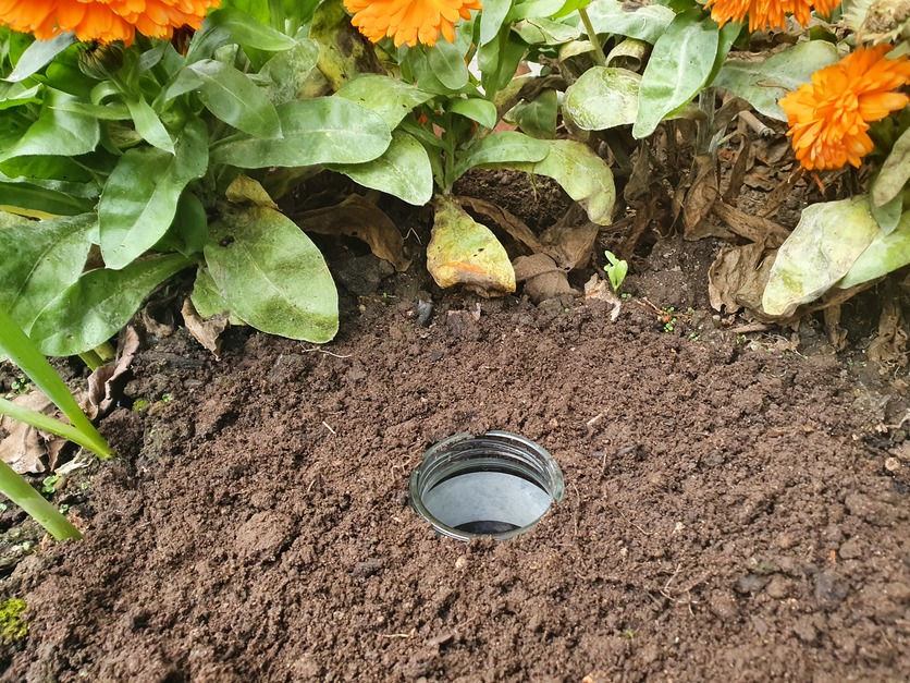 An insect pitfall trap is buried flush with the ground surface.