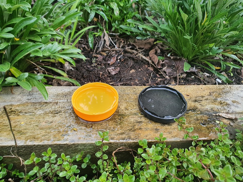Two plastic drink bottle tops used as Insect pan traps outside.