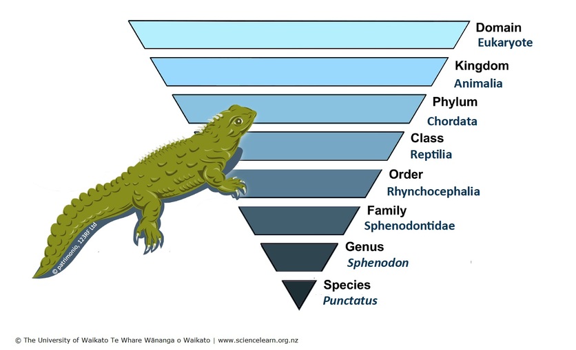 This image represents tuatara classification. 