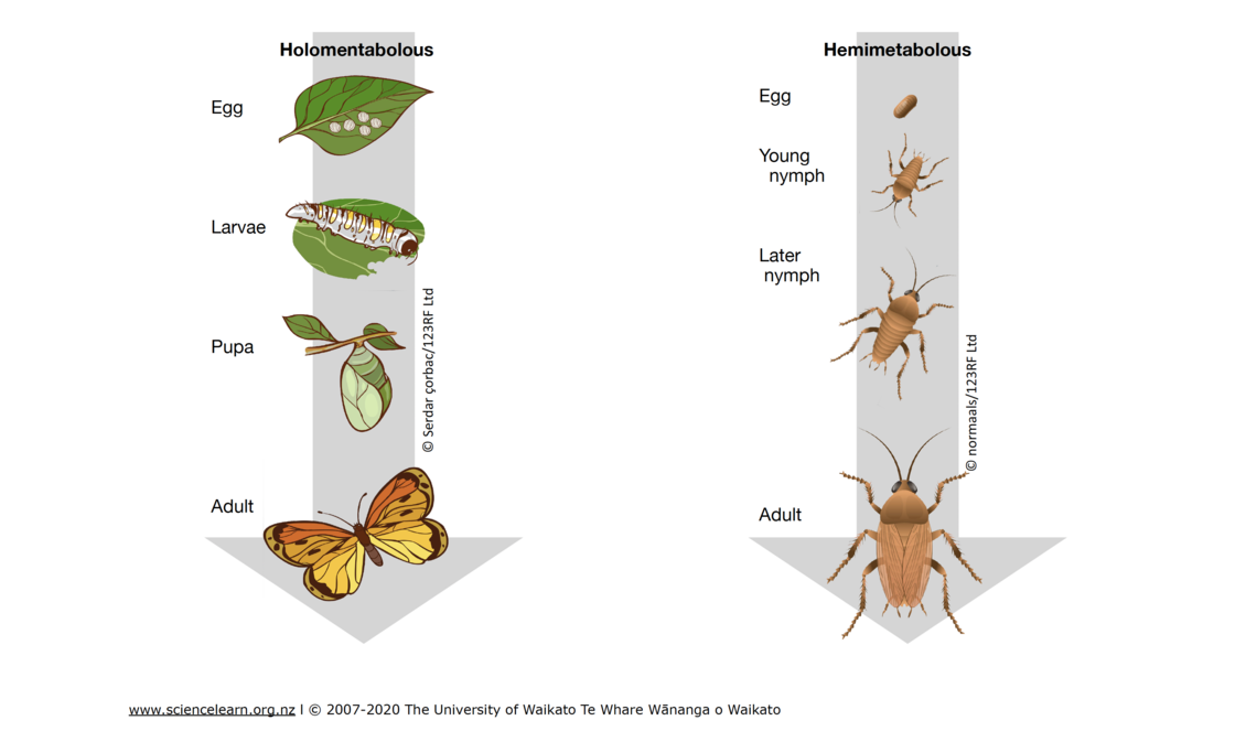 Metamorphosis diagram of Holometabolous + Hemimetabolous insects