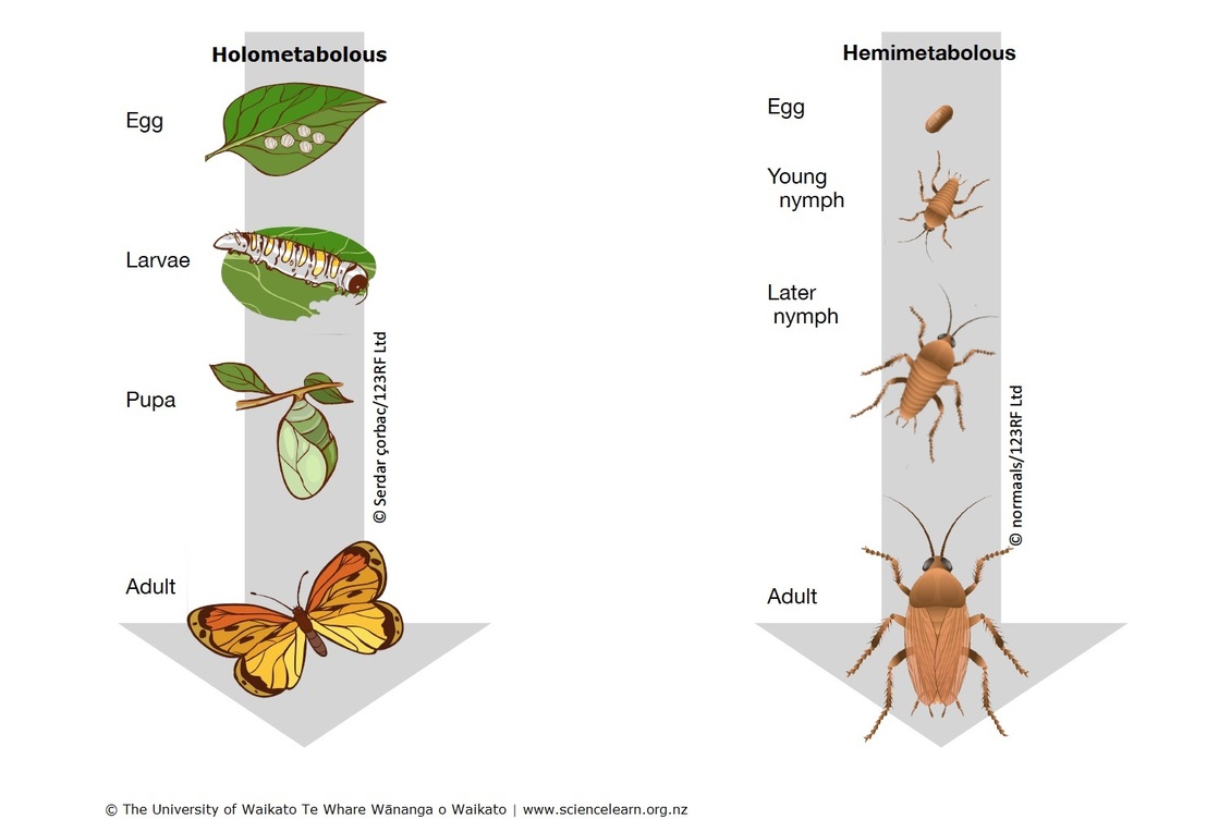 Metamorphosis diagram of Holometabolous + Hemimetabolous insects