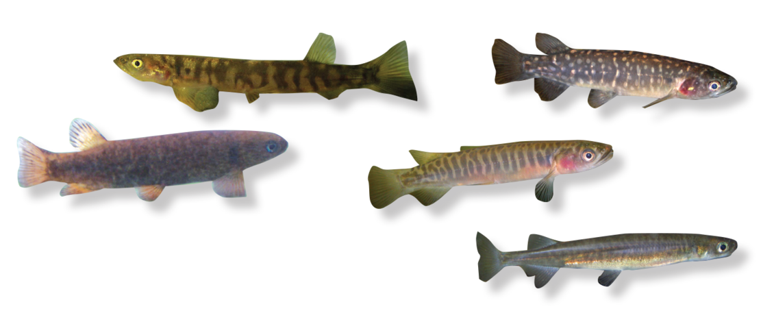 Five different fish from the Galaxiidae family on white backing