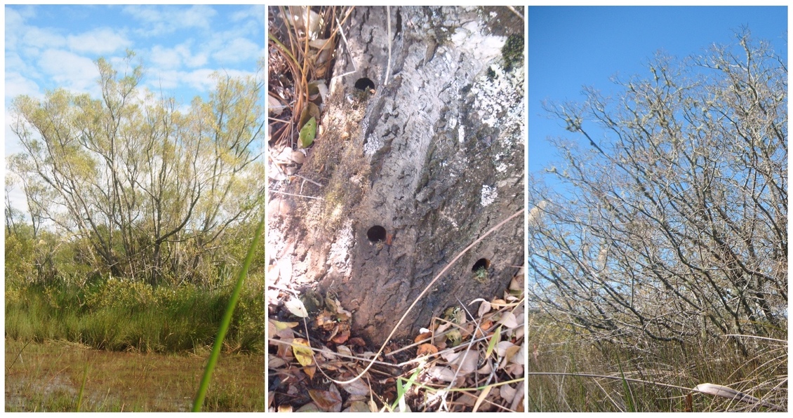 Three examples of controlling pest willow trees in a wetland.