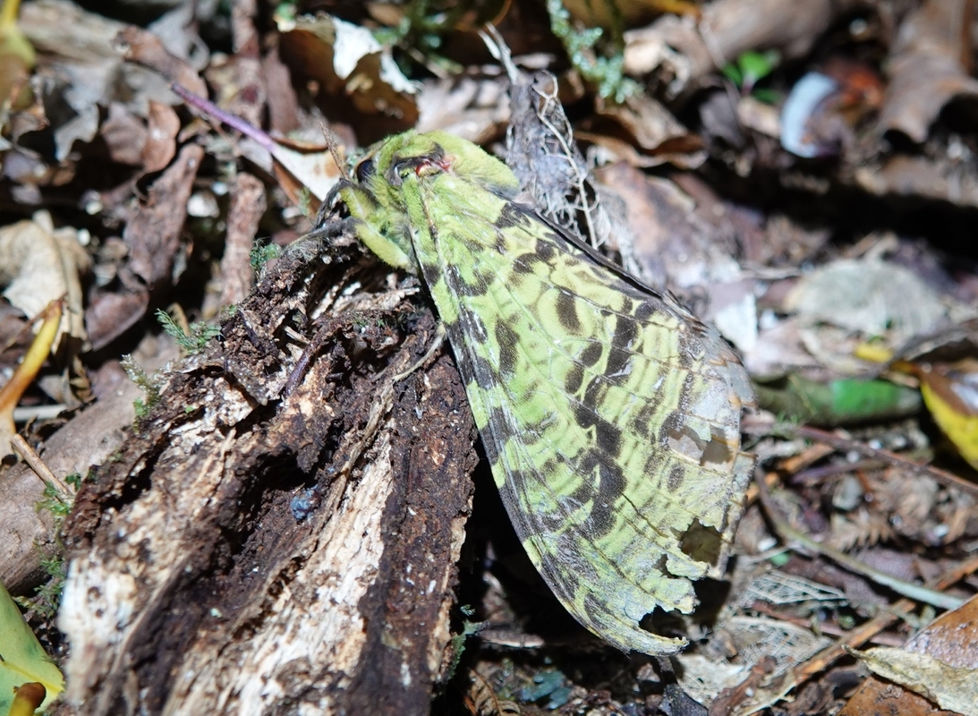 A gree pūriri moth on leaf litter