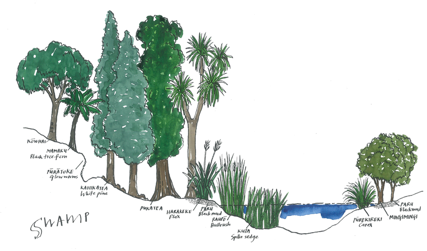 Illustration of wetland plant zones. 