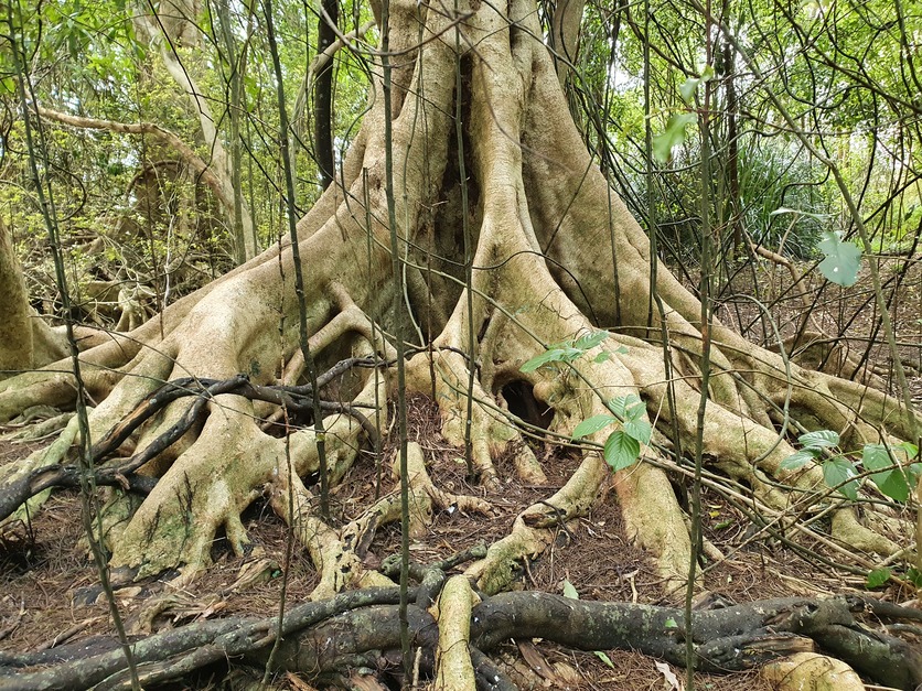 Flared trunk of a Pukatea (Laurelia novae-zelandiae) tree.