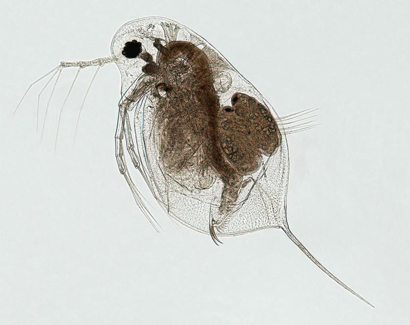 Water flea (Daphnia galeata), a type of zooplankton