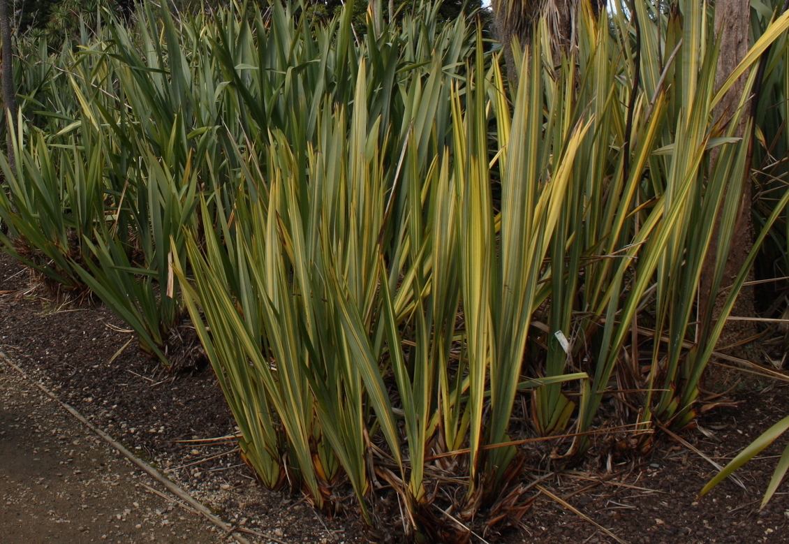A close up of harakeke plants at the Dunedin Botanic Gardens, NZ