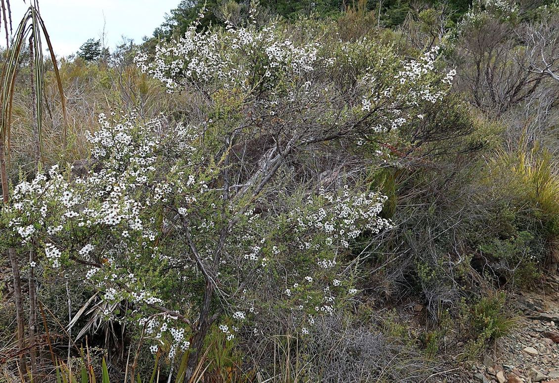 flowering Mānuka (Leptospermum scoparium) trees, New Zealand.