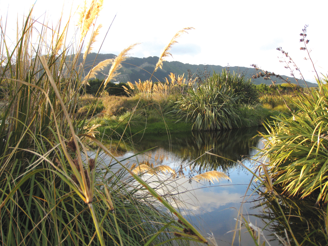 Culturally significant plants in a New Zealand wetland