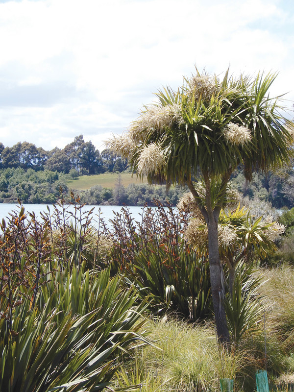 Waimea Inlet wetlands, New Zealand.