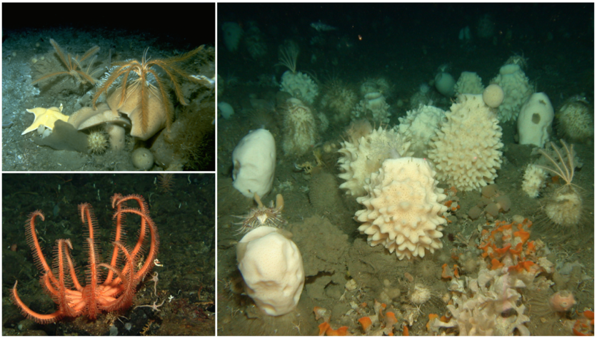 Marine invertebrates on the seafloor off the Antarctic coast