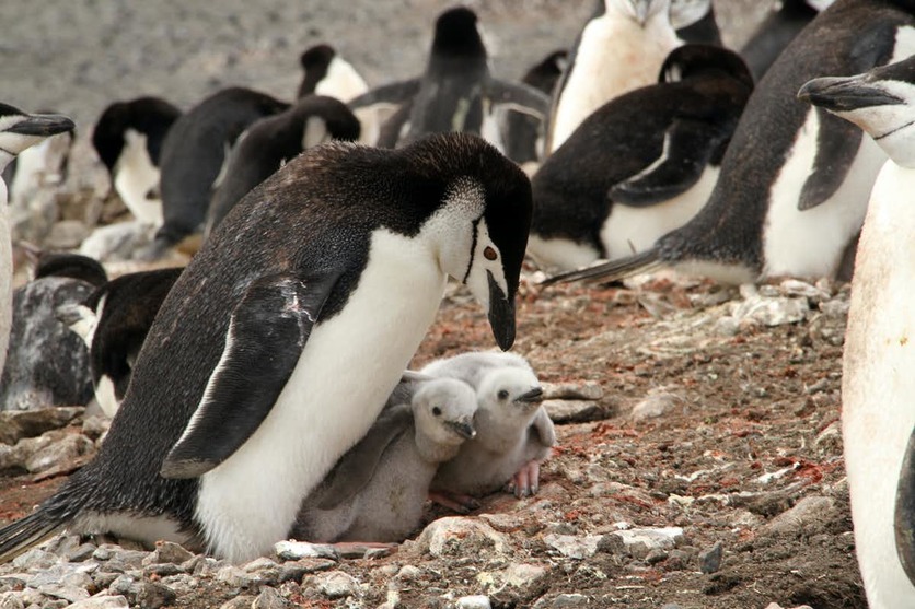 Chinstrap penguins, parents & chicks Deception Island Antarctica
