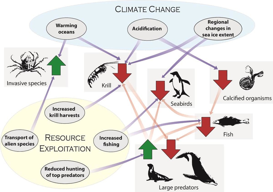 Effects of people on Antarctic ecosystems infographic.