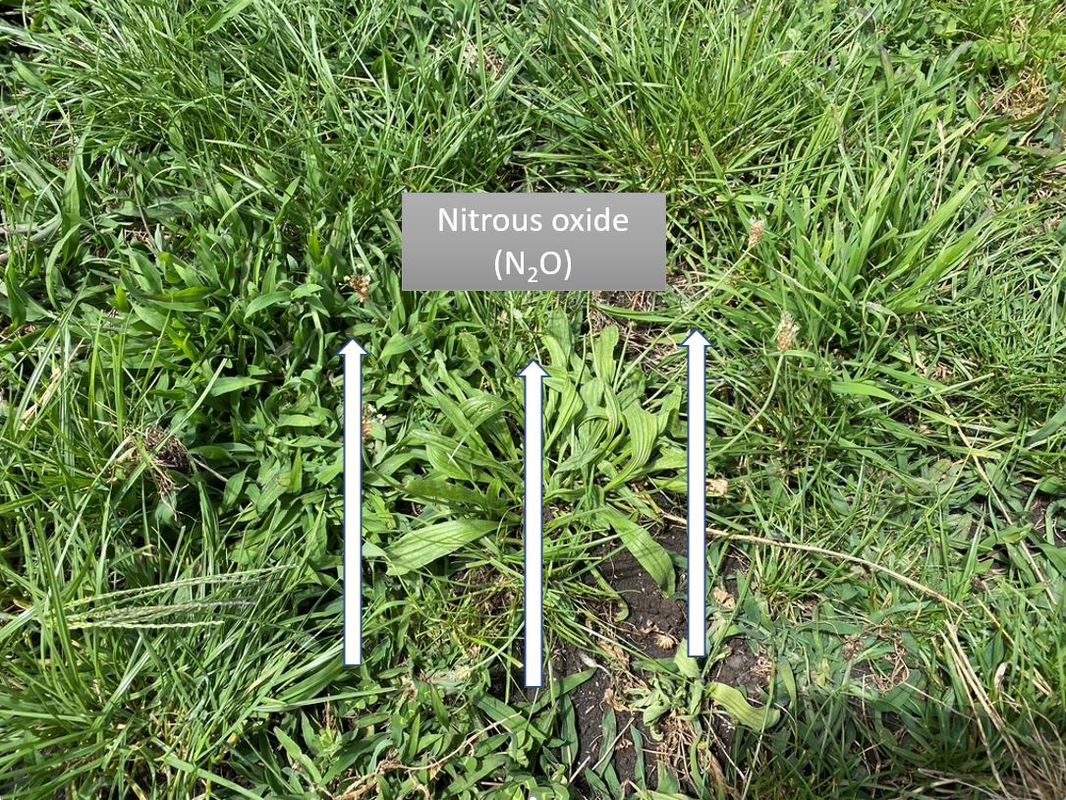 How nitrous oxide (N2O) in the soil is lost to the atmosphere