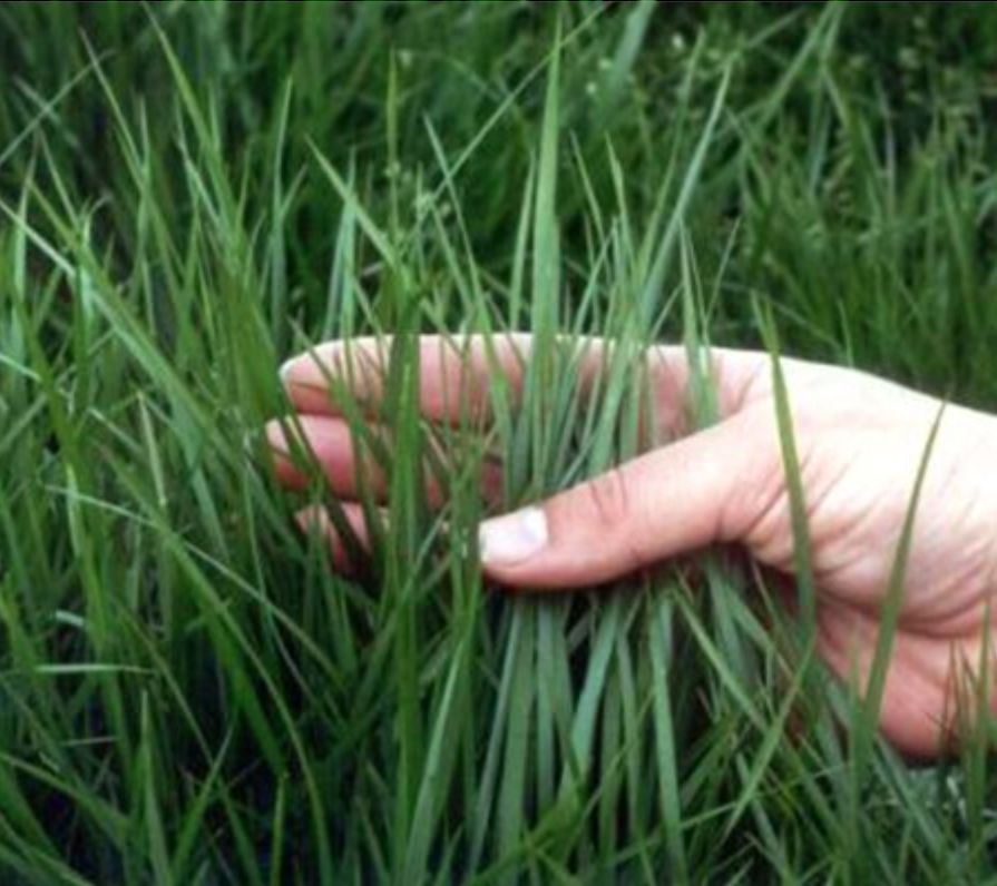 Tall fescue — Science Learning Hub