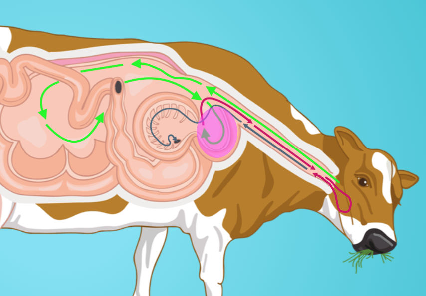 Diagram of cow's digestion: reticulum and direction of the bolus