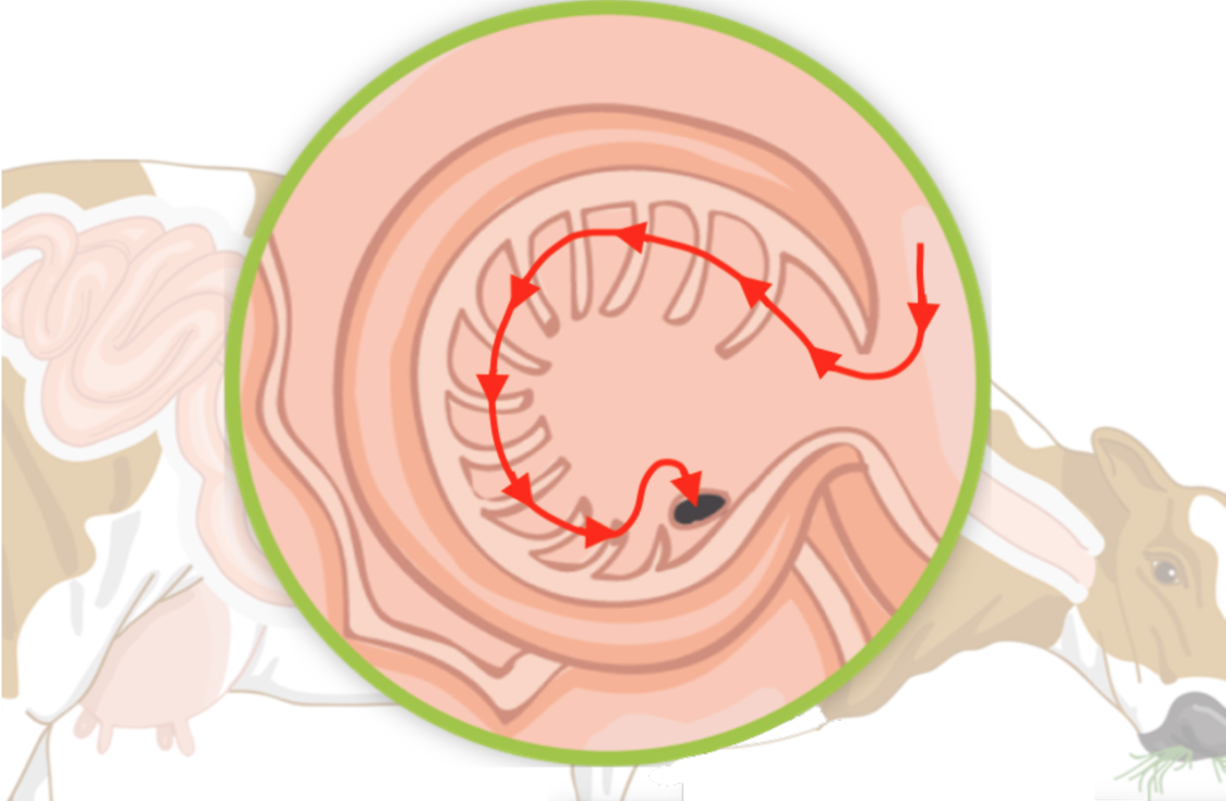 Ruminants Omasum - arrow showing the direction of food diagram