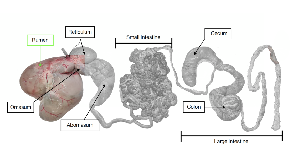 Dissection highlighting the rumen in a sheep. 