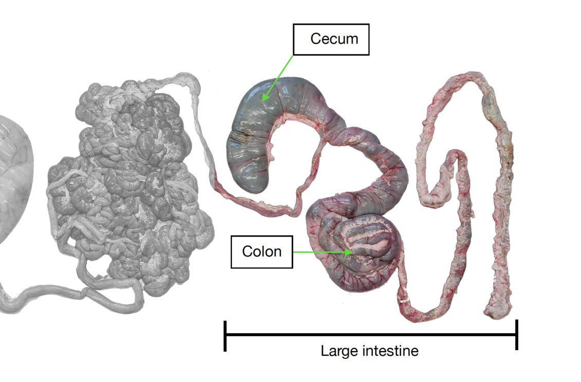 The large intestine of a ruminant digestive tract diagram.