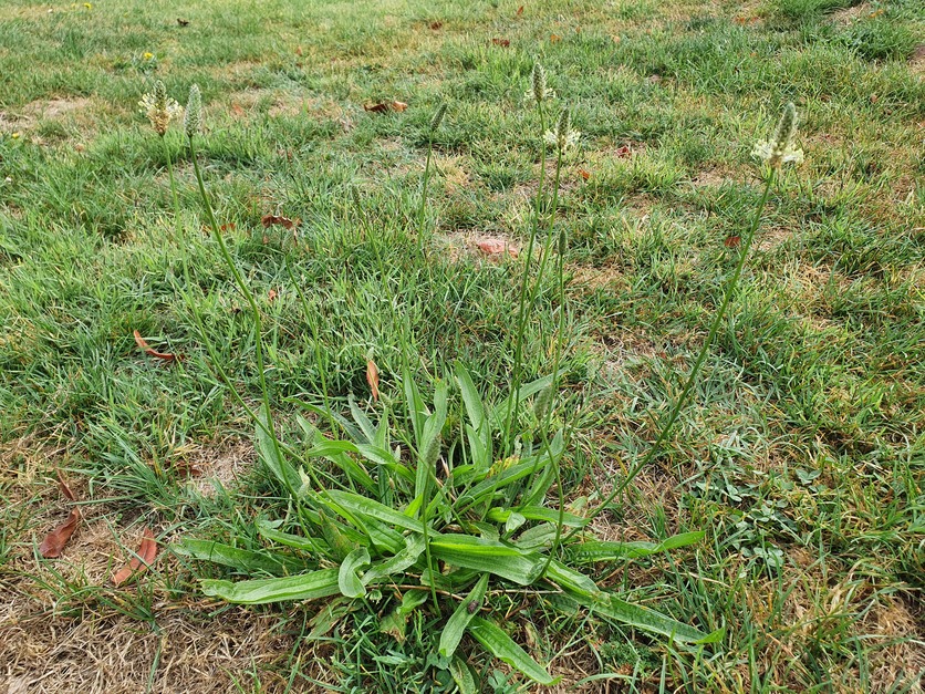 Narrow-leaved plantain, a common perennial weed, in lawn