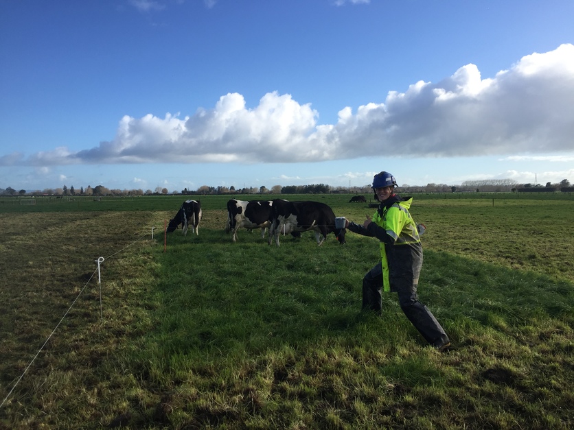 Scientist working on DairyNZ’s Scott Farm, in field with cows.
