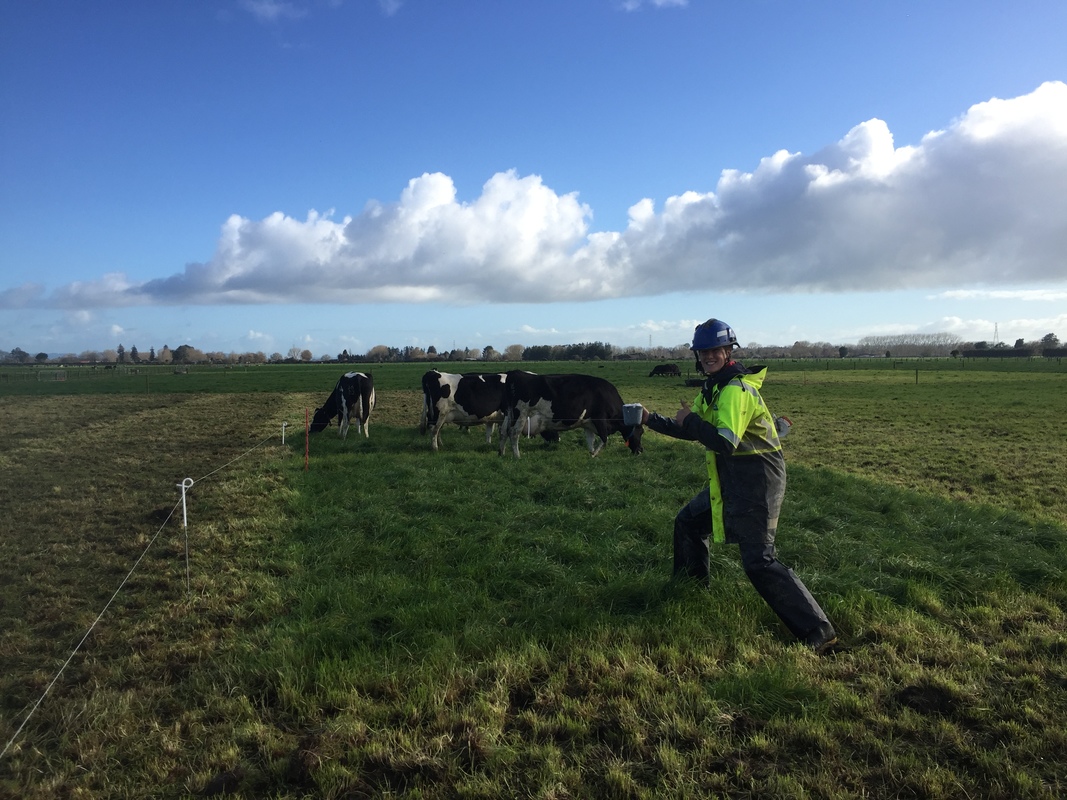 Scientist working on DairyNZ’s Scott Farm, in field with cows.