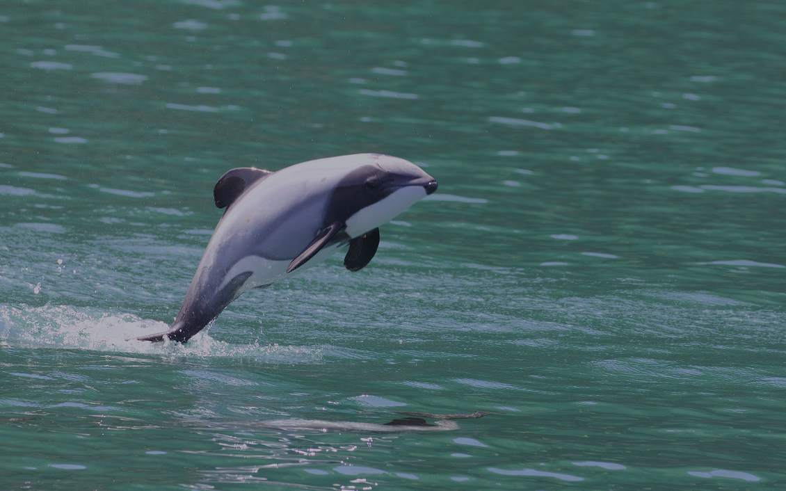 Hector’s dolphin mid leap our of sea. 