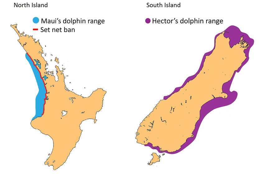 Map showing location of Hector’s and Māui dolphins in NZ.