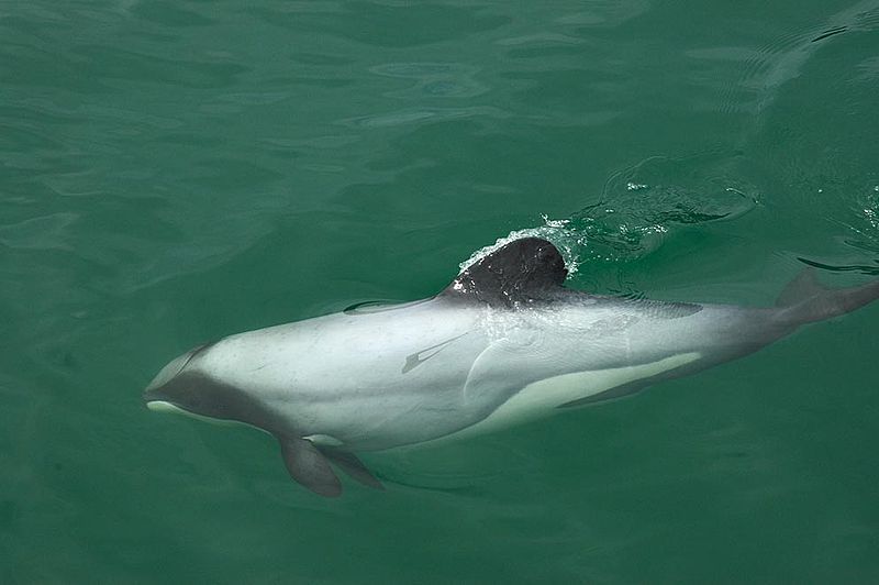 Māui dolphin swimming in the sea.