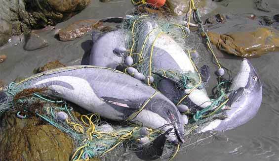 Dead Hector’s dolphin tangled in netting on a beach. 