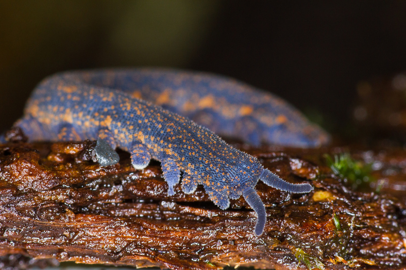 New Zealand peripatus (Peripatoides novaezealandiae) velvet worm