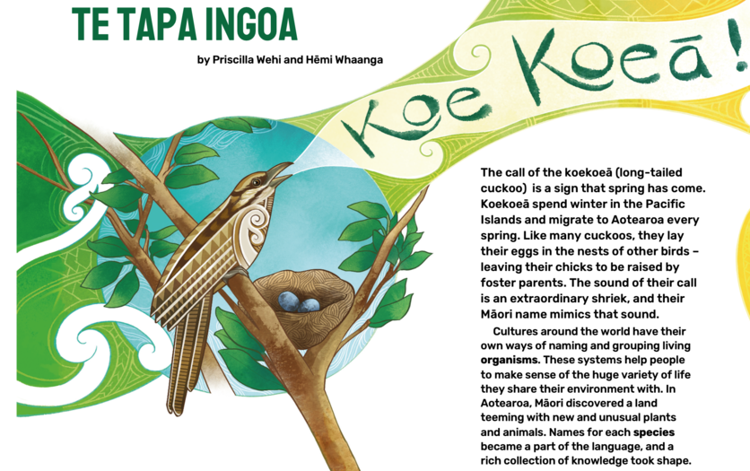Front page of article in 2020 Connected journal ‘Kaitiakitanga'