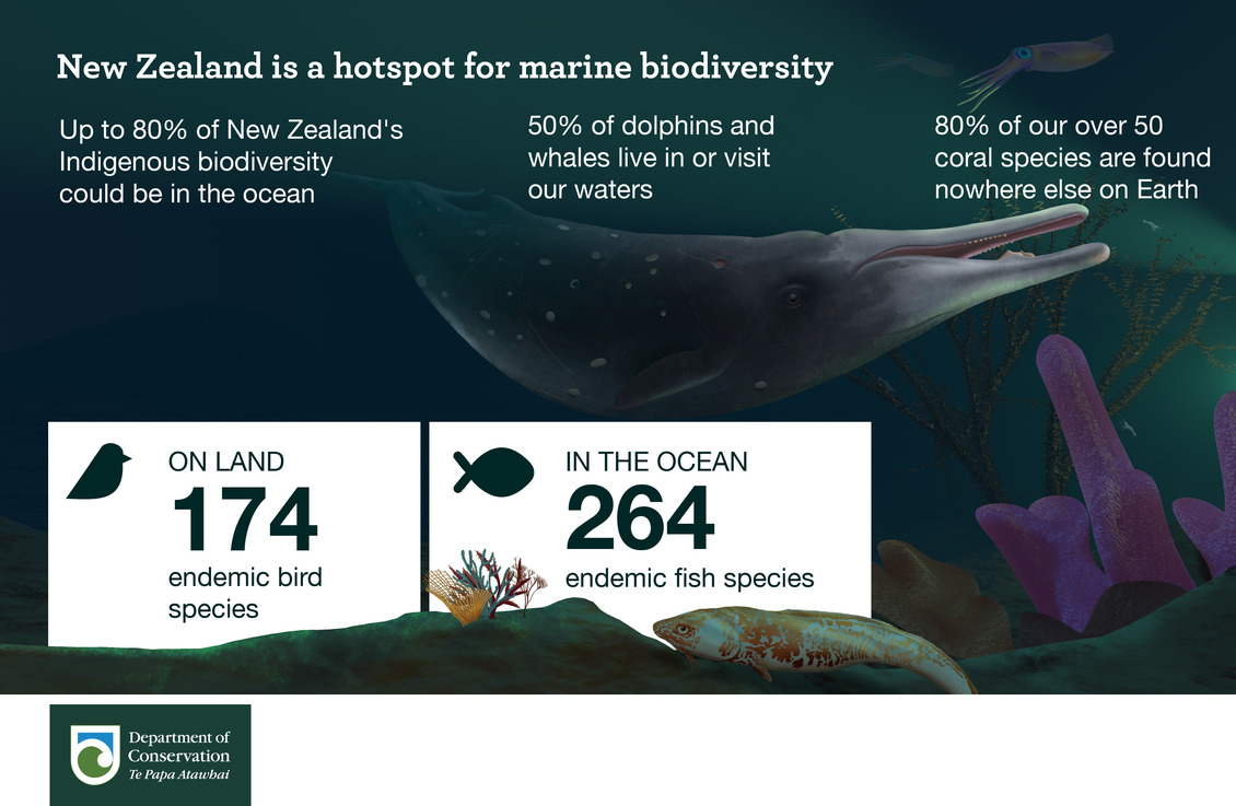 New Zealand is a hotspot for marine diversity infographic.