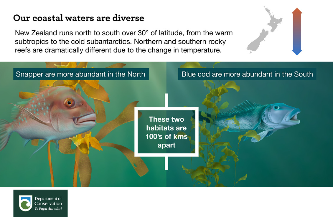 Our coastal waters are divers, Marine infographic