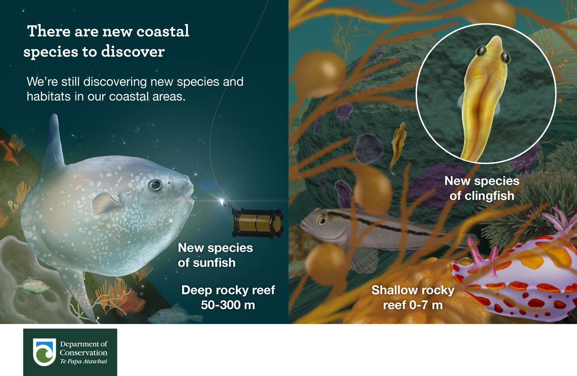 There are new coastal species to discover infographic. 