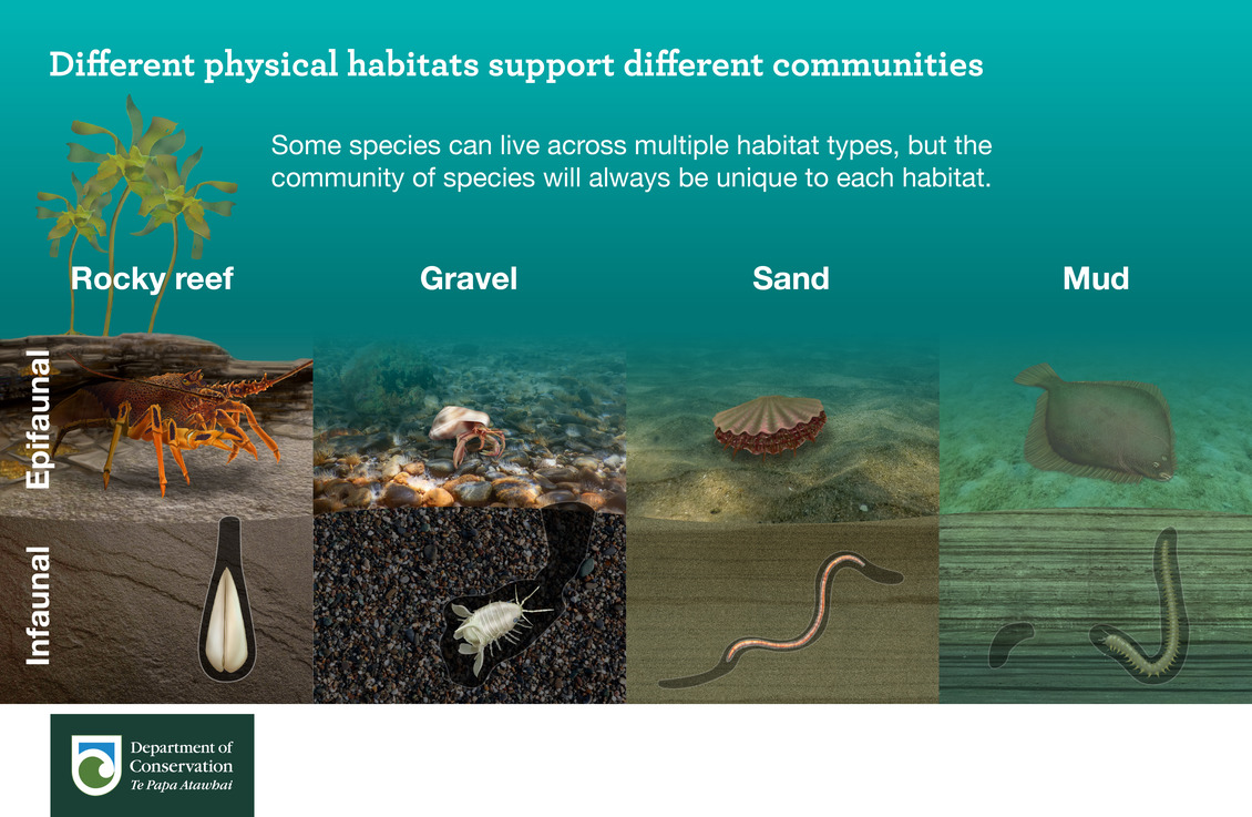 Different marine physical habitats support different communities