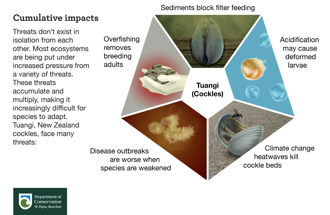 Infographic of cumulative impacts on oceans species & ecosystems