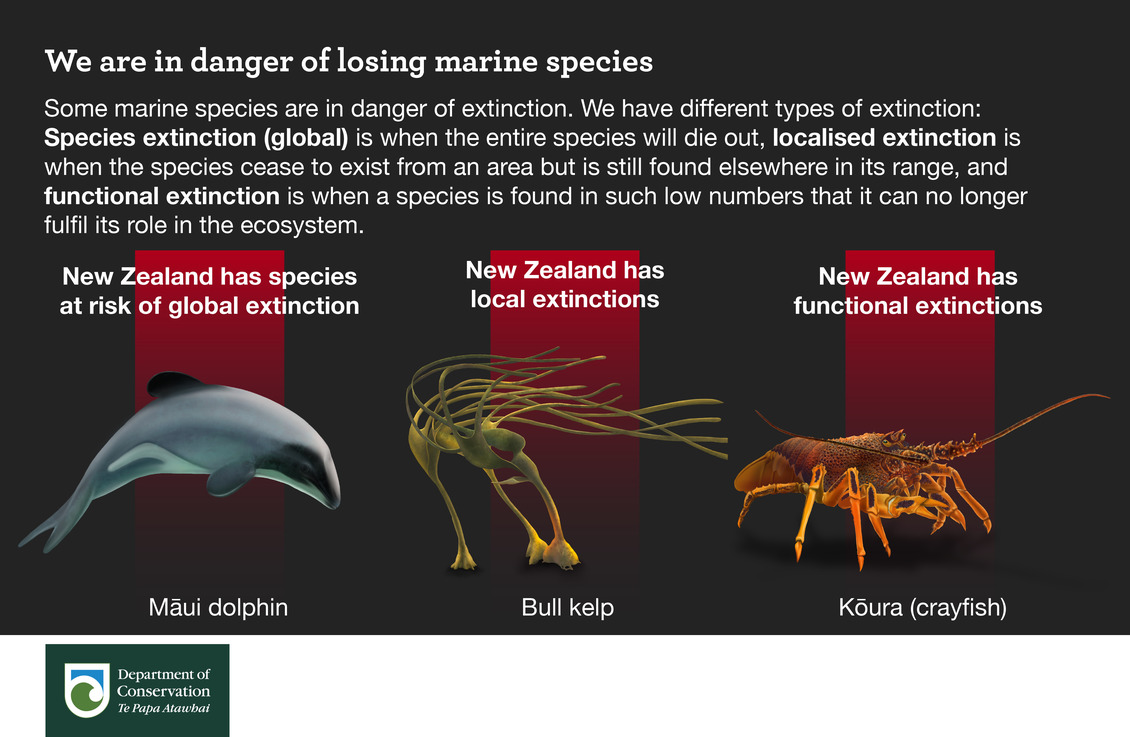 Infographic of potential marine extinctions in New Zealand.
