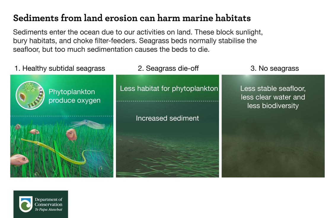 Infographic Sediments from land erosion can harm marine habitats