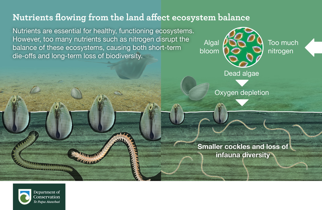 Infographic: Nutrients flowing from the land effects ecosytems